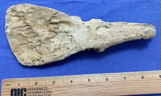 Native American Artifact Bison Bone Spoon Scraper Buffalo Plains Indians Tool A2