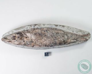 Fossil Fish Rhacolepis Cretaceous Period Santana Formation - Brazil