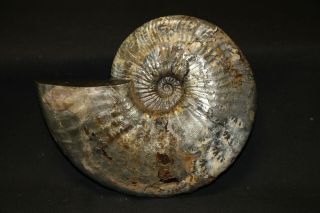 Russian Ammonite Deshayesites Variabilis
