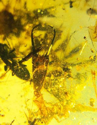 Neuroptera Nemopteridae larva Burmite Myanmar Amber insect fossil dinosaur age 3
