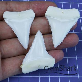One (1) 1.  6 Inch Natural Modern Upper Great White Shark Tooth Teeth (1 Piece)