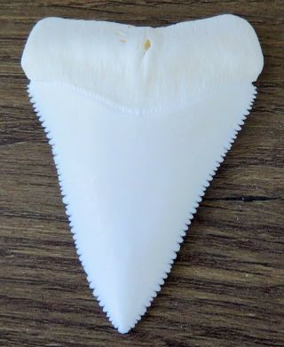 2.  489 " &2.  440 " Upper Principle Nature Modern Great White Shark Tooth (teeth)