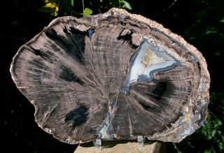 Sis: Extra Large 8 ",  Blue Forest Wyoming Petrified Wood Round