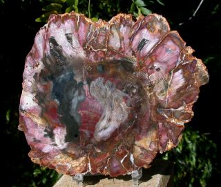 Sis: Ultra Bold Color 6 " Madagascar Petrified Wood Round - Ancient Fossil Tree