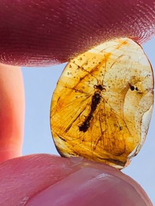 Unknown Big Fly Bug Burmite Myanmar Burmese Amber Insect Fossil Dinosaur Age