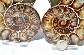 Cut Split Pair Rare Anapuzosia Ammonite D - Shaped Large 4.  1 " Fossil 102mm 8533xx