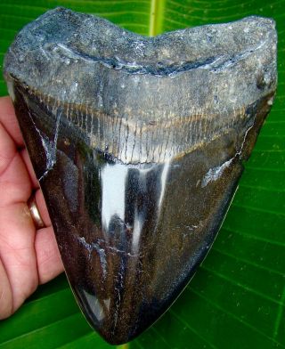 Megalodon Shark Tooth - 6 In.  Real Fossil - Shark Teeth - No Resto