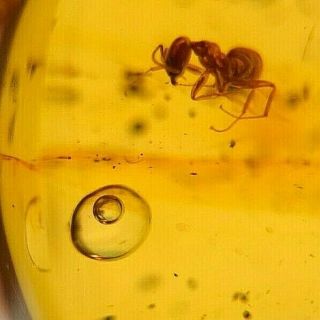 A101 Dr8736 Worker Ants And Large Moving Enhydros In Authentic Dominican Amber
