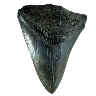 Carcharodon Megalodon Fossil Shark Tooth (ea8475) Bone Valley Fmn Florida Usa