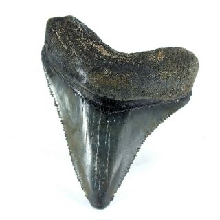 Carcharodon Megalodon Fossil Shark Tooth (ea8480) Bone Valley Fmn Florida Usa