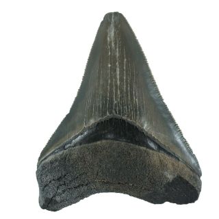 Carcharodon Megalodon Fossil Shark Tooth (ea8499) Bone Valley Fmn Florida Usa