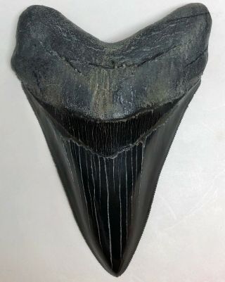 Xtra Rare Jet Black Megalodon Fossil Shark Tooth,  Best Truly Black Tooth On Ebay
