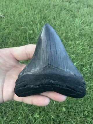 Black Serrated 4.  57” Megalodon Shark Tooth 100 Natural - No Restoration.