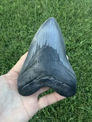 Large Serrated 5.  51” Megalodon Shark Tooth 100 Natural - No Restoration.
