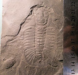 Fine Essentially Complete 8cm Hemirhodon Amplipyge: Marjum Formation,  Utah,  Usa