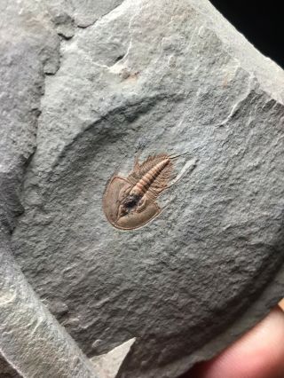 Stunning Red Olenellus chiefensis Trilobite Lower Cambrian Nevada 2