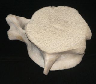 Large Whale Vertebrae Fossil Bone