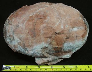Authentic Oval - Shaped Dinosaur Egg Fossil,  Unusual Species,  Cretaceous Theropod