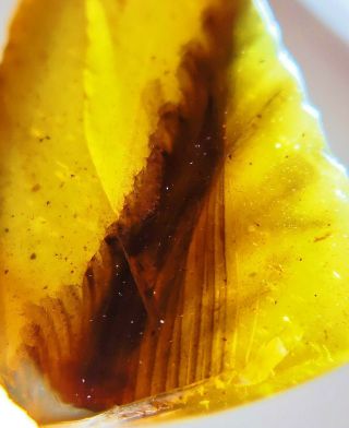 Lost Money Sell Feather In Burmese Amber Insect Fossil Burmite Myanmar Q2vt