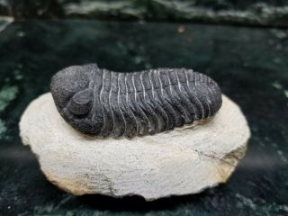 Phacops Trilobite Fossil From The Devonian Of Morocco