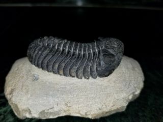 Phacops Trilobite fossil from the Devonian of Morocco 2