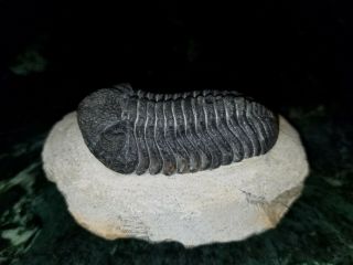 Phacops Trilobite fossil from the Devonian of Morocco 3