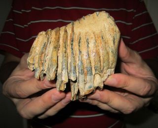 Rare Tooth Of A Woolly Mammoth Fossil Pleistocene Museum Quality Ice Age