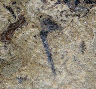 Cooksonia - Specimen.  Several Silurian Oldest Land Plants On Rock