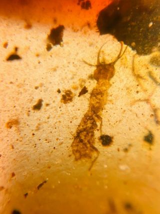 Unique Unknown Neuroptera Larva Burmite Myanmar Amber Insect Fossil Dinosaur Age