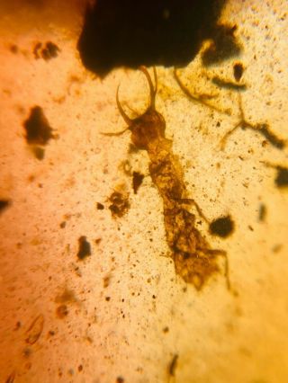 unique unknown Neuroptera larva Burmite Myanmar Amber insect fossil dinosaur age 2