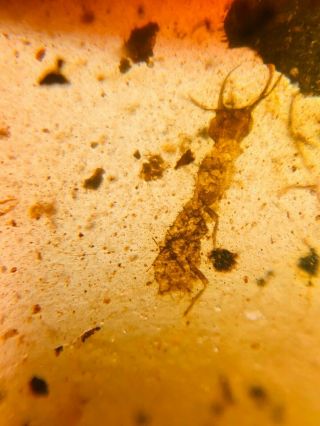 unique unknown Neuroptera larva Burmite Myanmar Amber insect fossil dinosaur age 3