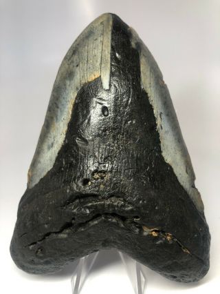 Megalodon Shark Tooth 5.  66” Huge - Natural Fossil - Real 4234