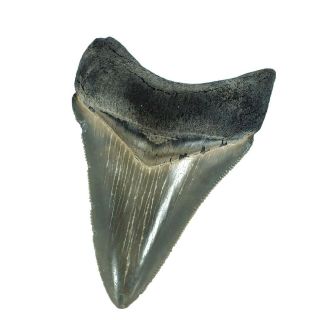 Carcharodon Megalodon Fossil Shark Tooth (ea8505) Bone Valley Fmn Florida Usa