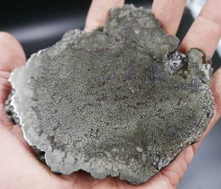 Russian Souvenir: Stabilized Pyrite Dinosaur Bone Slab 270 Gram.  Jurassic