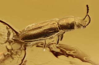 Palorus Rare Darkling Beetle Tenebrionidae Baltic Amber,  Hq Pic 191002