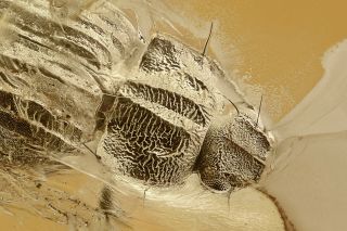 Unusual Carabidae Ground Beetle Undescribed Genus Baltic Amber,  Hq Pic 191002