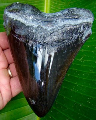 Megalodon Shark Tooth - Over 5 & 1/2 In.  Real Fossil Sharks Teeth - No Resto