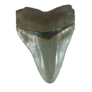 Carcharodon Megalodon Fossil Shark Tooth (ea8507) Bone Valley Fmn Florida Usa