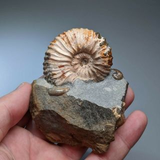 5,  1 Cm (2 In) Ammonite Nodosohoplites Cretaceous Russia Russian Ammonit