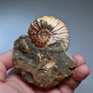 5,  1 cm (2 in) Ammonite Nodosohoplites cretaceous Russia russian ammonit 2