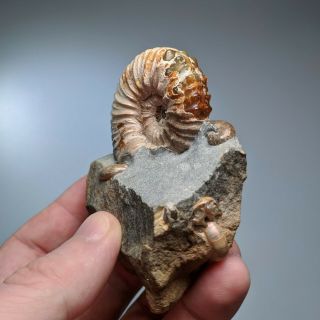 5,  1 cm (2 in) Ammonite Nodosohoplites cretaceous Russia russian ammonit 3