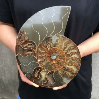1.  8lb Natural Ammonite Disc Fossil Conch Specimen Healing Madagascar 7.  8 " Tqs11