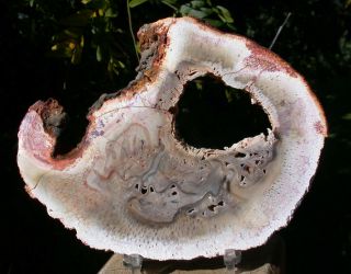 Sis: Petrified Tree Fern Round - Authentic Psaronius Slab From Brazil