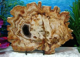 Petrified Wood Complete Round Slab Wbark Jagged Onyx Honey Copper 9 - 3/4 "