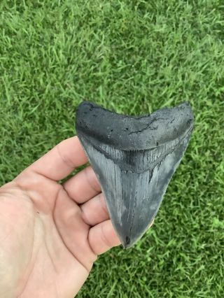 Colorful Serrated 4.  07” Megalodon Shark Tooth 100 Natural - No Restoration.