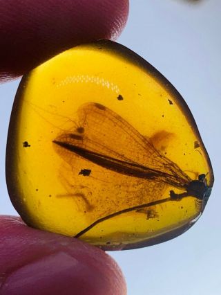 Rare Odonata Dragonfly Damselfly Burmite Myanmar Burmese Amber Insect Fossil