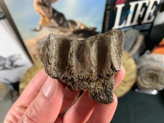 Triceratops Jaw Section - Hell Creek,  Dinosaur Bone Fossil