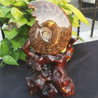 2.  31LB Natural Pyritized Ammonite From Madagascar,  Stand 2