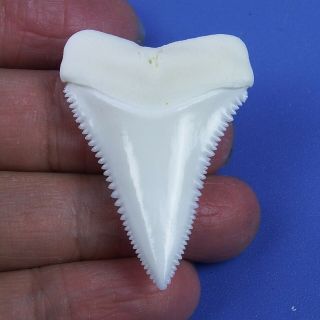1.  700  Modern Principle Great White Shark Tooth Megalodon Sharks Movie Fan Gt67