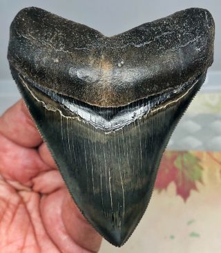 Museum Quality Megalodon Fossil Shark Tooth With Natural Pyrite Gem